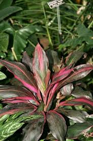 Used best when placed in the back of the landscape as it will get taller than most shrubs. Hawaiian Ti Plants How To Grow A Ti Plant