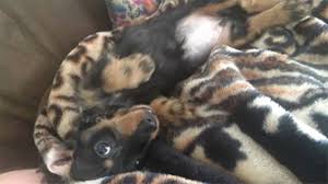 I agreed to take in the dog. The Denver Post On Twitter Arvada Police Search For Stolen Car That Had 10 Month Old Dachshund Puppy Inside Https T Co Ntkd09nu1i