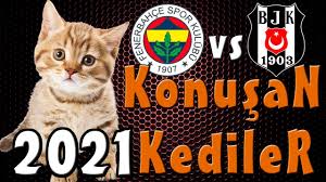 Konusan Kediler 100000000000 En Komik Kedi Videolari Youtube