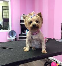 Your pet's comfort, safety and enjoyment are as important to us as his great haircut! Benefits Of Grooming Pampered Pets Grooming Salon