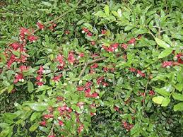 Image result for Ochna richardsiae