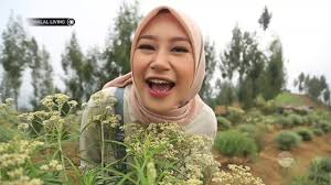 Bunga edelweis tidak hanya indah dipajang, juga bisa dijadikan hadiah alternatif dari bunga mawar. Halal Living Keindahan Dan Keabadian Bunga Edelweiss Di Taman Edelweiss Wonokitri Youtube