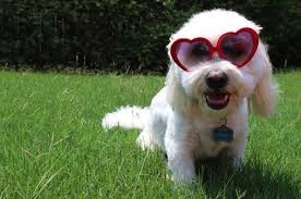 50 Cutest Puppies You Need To Look At Now