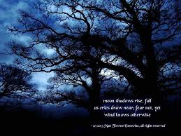 Poetry Friday Halloween Haiku Forest Photos Dark Forest Forest Bathing