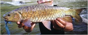 These species tend to mature quickly and reproduce rapidly, which makes controlling their populations difficult if not detected early. Alien Species And Their Effects Chapter 4 Freshwater Biodiversity