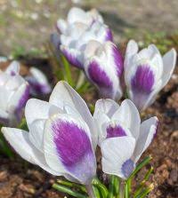 Image result for Pycreus chrysanthus