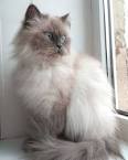 The Himalayan cat - Cat names