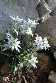 Pin On Fiori