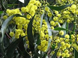 Image result for Acacia kamerunensis