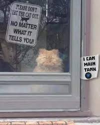 Let It Out Warcraft Worldofwarcraft Warcraftart Azeroth Alliance Worldofwarcraftclassic Warcraftmovie Wow Warcraft Funny Funny Cat Jokes Funny Memes