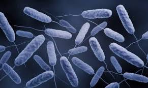 Cholera Cases Detected in Three Districts in Ashanti Region