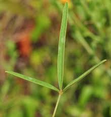 Image result for Crotalaria reptans