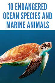 10 Endangered Ocean Species And Marine Animals Marine Animals Animals Marine