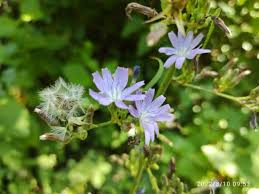Image result for Lactuca schultzeana