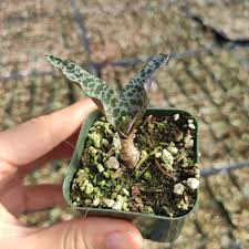 Image result for Ledebouria luteola