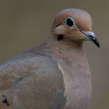 Amazing Facts About Mourning Doves A Birds Delight Beautiful Birds Pet Birds Bird Facts