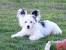 Puppy Chinese Crested