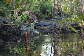 I have hiked brooker creek preserve after rains and in the rainy season and have encountered water on the trails. Hiking Brooker Creek Preserve Florida Hikes