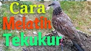 I2.wp.com suara burung derkuku kelantan gacor tekukur klantan tanpa kuku. Sangkar Burung Terkukur