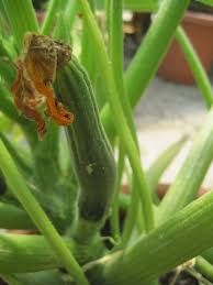 We did not find results for: Pollination Of Zucchini Plants In Greenhouse Setting