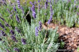 What flowers go with lavender? My Lavender Garden Oh The Possibilities Satori Design For Living