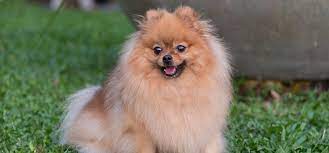 One of the best tools, in this regard, is an ultrasound dog repeller. Can Dogs Hear Ultrasonic Pest Repellers Wag