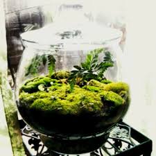 Pin On Home Green Terrarium
