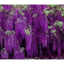 Check spelling or type a new query. Buy Japanese Vine Wisteria Long Blossom Flower Tree Seeds Online 1499 From Shopclues
