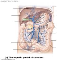 Top 10 anatomy coloring pages for kids: Figure 19 29c Veins Of The Abdomen Diagram Quizlet