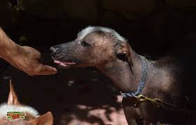 Desde la glorieta en zona rio tijuana. Croco Cun Zoo On Twitter Xoloscuintles Are Also Known As The Mexican Hairless Dog At Crococunzoo We Love Our Doggies Nationadogday