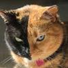 But there are plenty of other cats on tv, film, and other. 1