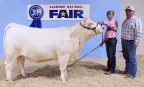 Check spelling or type a new query. Local Students Bring Home Ribbons In Premier Exhibitor Contest Livestock Shows During Alabama National Fair The Cullman Tribune