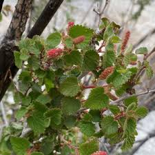 Image result for Acalypha paucifolia