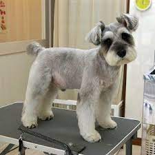 Pretty Schnauzer Grooming Schnauzer Miniature Schnauzer Puppies