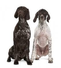 How much do they weigh? Breed Info Veterinarians Owings Calvert Animal Hospital Inc