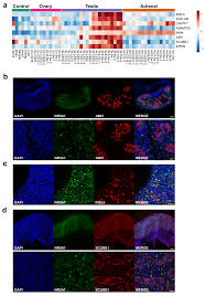 Damaris bausch‑fluck, andreas hofmann, thomas bock, andreas p. A Genomic Atlas Of Human Adrenal And Gonad Wellcome Open Research
