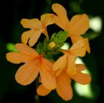 Image result for Ruspolia sp. no. 1 (Biegel 5407)