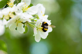 Low prices on flowers and bees. 12 Best Flowers Trees Herbs For Bees Horticulture Co Uk