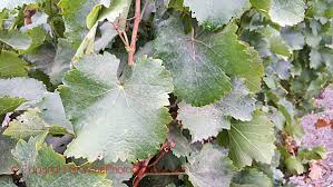 Learn How To Identify A Grape Variety By The Leaf And Grape