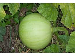 Image result for Cucurbita