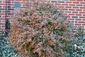 Image result for Pycnosphaera buchananii