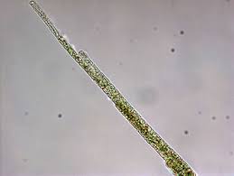 Image result for Cylindropsis