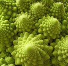 The Fibonacci Sequence In Nature Fibonacci Sequence In Nature Fibonacci Sequence Fibonacci In Nature
