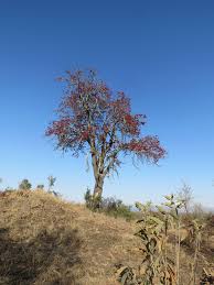 Image result for Craibia