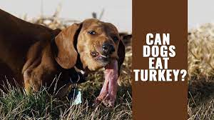 Can Dogs Eat Turkey Check Out The Turkey Bones For Dogs Petmoo