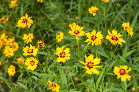 Coreopsis, commonly known as tickseed, are prized by many gardeners for the bright colors of their coreopsis form upright clumps and grow from 6 in. 8 Varieties Of Coreopsis For Your Flower Garden