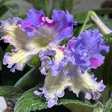 Image result for Streptocarpus kamerunensis