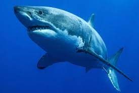 Nature, wilderness photos of the great white shark, alaska and underwater wildlife. Where To Cage Dive With Sharks