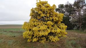 Acacia baileyana or cootamundra wattle, is a shrub or tree in the genus acacia. Acacia Baileyana Buy Online Cootamundra Wattle Tubestock Era Nurseries Online Store