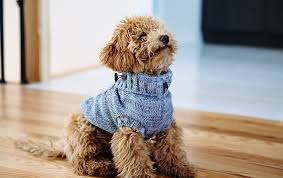 Look at pictures of goldendoodle puppies who need a home. Mini Goldendoodle Puppies Breeder Minigoldendoodlepuppies Ca